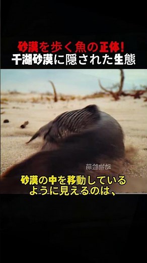 The Identity of the Fish That Walks Through the Desert! The Hidden Ecology of the Thousand-Lake D...