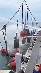 190K views · 367 reactions | The process of mussel fishing #MusselFishing #SeafoodHarvest #OceanFarming | Ogunquit, Maine Oceanfront Rentals | Facebook
