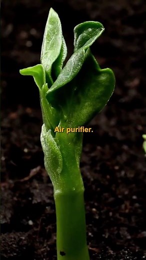 There are 5 useful plants in the world. #motivationalspeech #plants #farming #trending #shorts