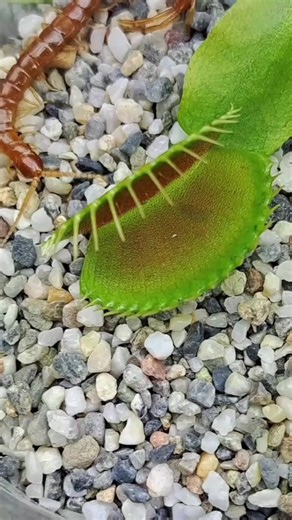 The great escape 🤏 | Carnivorous Plants