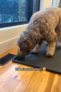 Simple homemade frozen treat dogs can enjoy