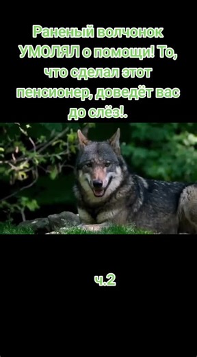 A Wounded Wolf Cub's Heartbreaking Plea for Help