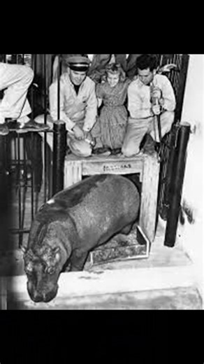 Did Gayla Peevey really get a real hippopotamus for Christmas after her 1950s hit Christmas song?! The Girl Behind the Hippo Song: Gayla Peevey Shares How a 10-Year-Old Kid Made a Christmas Classic! Full interview FREE at www.YouTube.com/DuFoeNet #GaylaPeevey #IWantAHippopotamusForChristmas #HippoSong #ChristmasMusic #HolidayClassics #ChildSinger #VintageMusic #RetroPopCulture #OldiesMusic #ChristmasSongs #Nostalgia #HolidayNostalgia #RetroInterview #CelebrityInterview | Cult Radio A-Go-Go