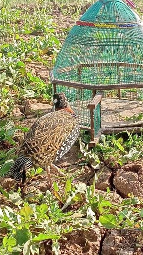 gray Partridge Tried Everything! 🐦🍃 #partridge #wildlife #shorts