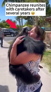 Chimpanzee reunites with caretakers after many years. 🥺 | The Mentor House