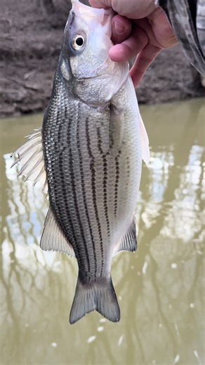 Here’s a chunky hybrid striped bass that I caught in an Ohio River tributary. The next few weeks the river level is forecasted to go up and back down. When the river rises many species leave the rivers for calmer tributaries #stripedbassfishing #saugerfishing #walleyefishing #riverfishing #ohioriverfishing