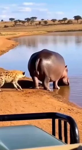 The Unexpected Effects of a Hippo's Fart