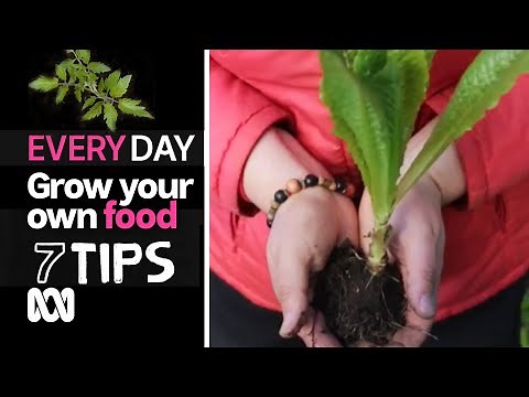 How to grow your own food at home | 7 Everyday Tips | ABC Australia