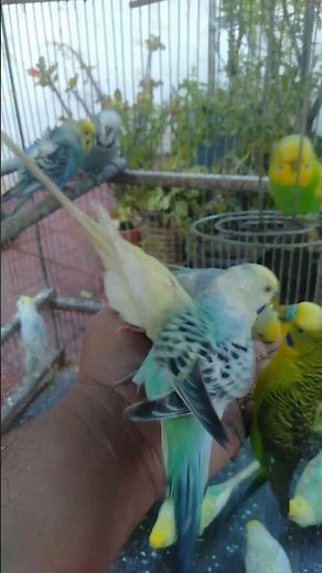 Color Therapy With Rainbow Budgies