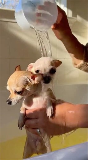 Smallest dogs love getting washed #Chihuahua #BathTime #Adorable
