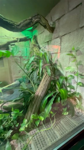 Caiman Lizard #phoenixkeenan#reptilelovers#tegus#reptileenclosure#lizards#caimanlizard