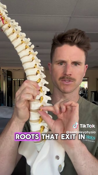 Lumbar radiculopathy is a super common diagnosis in the clinic. Here’s some anatomy behind it and a couple exercises to treat it! Enjoy! #physicaltherapy #pt #lumbarspine #lumbarradiculopathy #corestability