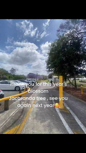 11 reactions · 13 comments | Jacaranda tree 殺 jacaranda 殺 @highlight #flower #jacarandatree #jacarandaseason | Editha Whiting | Facebook