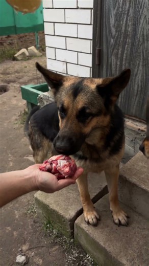 Cute dog 🐾 payday time #3 ‪@VurdaMolly‬ #shorts #viral #animals