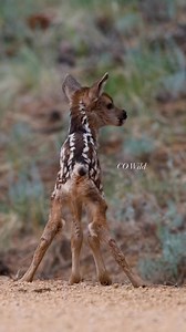 A fresh newborn Mule Deer fawn from this past June, captured on my street. I don’t think this little one was even a full day old yet—so much cuteness! 💛 Mom was only a few feet away, keeping a close eye, but I couldn’t fit them both in the frame with the lens I was using. #baby #babyanimals #cute #colorado #foryouシ #deer #cutebaby #wildlife #animallover #reelsfacebook #muledeer | Colorado Wild Photography