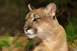 Florida Panther Facts | Anatomy, Diet, Habitat, Behavior - Animals Time