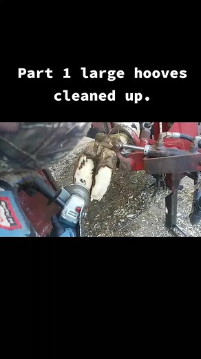 Part 1 trimming a long hooves #hoofcare