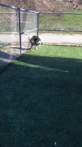 Friends of the Castaic Shelter on Reels