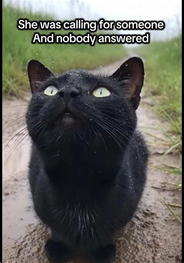 A Heartwarming Rescue Story of a Cat in the Storm