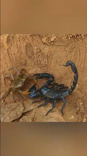 Scorpion vs Crab: Epic Battle in the Wild!