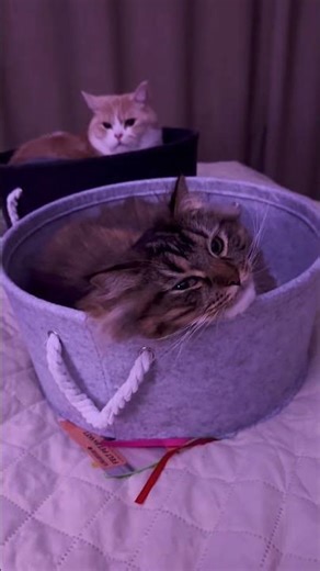Mickey and Gingy’s Calm ASMR Moment Is Too Relaxing 😴🐾#catshorts