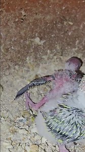 2026 Bird Breeding #birds #lovebirds #budgies