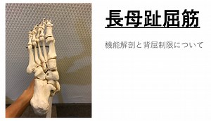 長母趾屈筋をストレッチする前に知ってほしい機能解剖と歩行・背屈制限の関係性！ | RehaRock〜リハロック〜