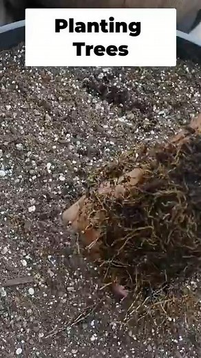 Planting Citrus - Avoid THIS Common Planting Mistake!