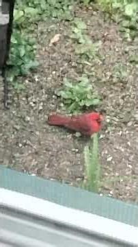 I was missing my mom and dad cried as it rained when I seen a Cardinal come to see me n the rain.