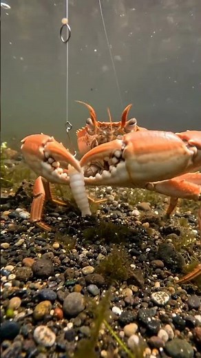 Amazing Crab Underwater | Ocean Life in Action