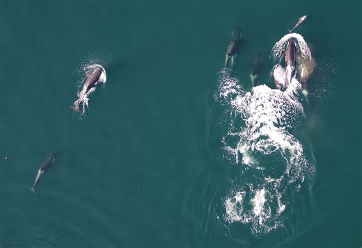 Orcas and dolphins team up: new study reveals multi-species salmon hunt