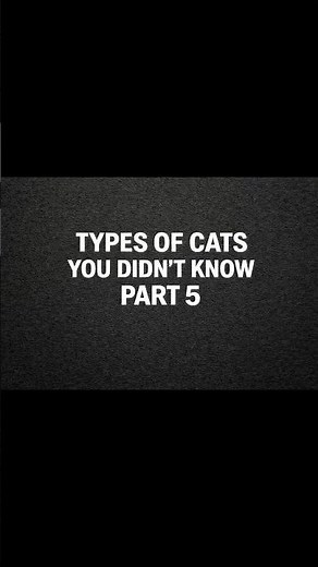 Types of Cats You Didn’t Know Existed 😲 | Part 5