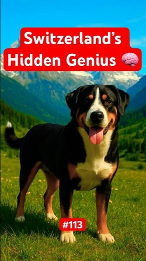 Appenzeller Dog: Switzerland’s Secret Herding Dog 🇨🇭| A - Z Animals Part 113 |