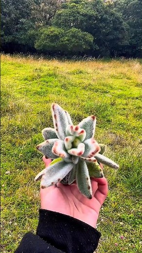 This plant comes from MADAGASCAR