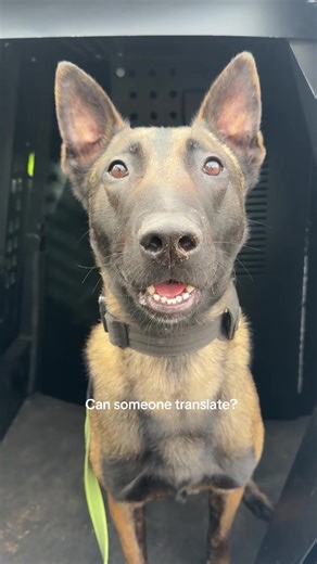 Let him cook!! K9 Java telling it how it is… we think? #PCSO #K9Unit | k9 dogs