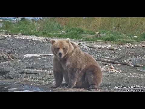 super roller chubb 131 Marshmallow KRV 9/12/25