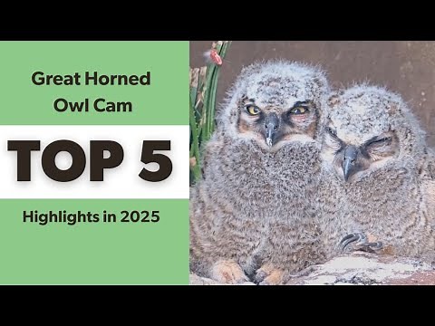 Great Horned Owl Cam: Top 5 Highlights in 2025 | Cornell Lab | Lady Bird Johnson Wildflower Center