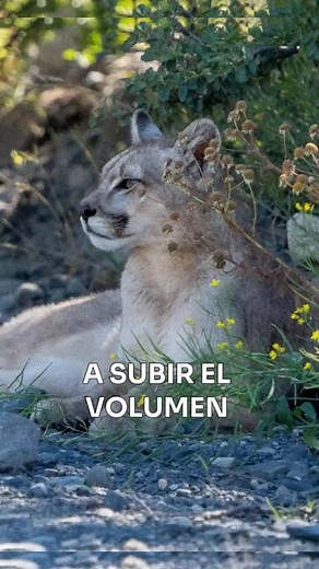 3.2K views · 3.3K reactions | A subir el volumen A SUBIR EL...