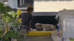 322K views · 758 reactions | Every step looks so painful for this poor pit bull... Catch the season finale of #PitBullsandParolees Saturday at 9pm ET. | Animal Planet | Facebook