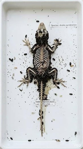 What Happens to a Dead Lizard?🦎#lizard #gardenlizard #deadlizard #decomposition #timelapse