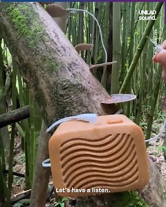 9.4M views · 1.9K reactions | Ever wondered what a cactus would sound like? Look no further... 勞華 | UNILAD Sound | Facebook