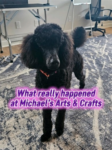 This is the final word on this topic. I will continue to post her progress for the remainder of her Board and Train, but negative comments will not be acknowledged. #dogtraining #servicedog #sdit #servicedogintraining #poodle