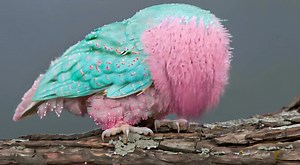 1M views · 28K reactions | Magic does exist ✨️ | Aether Elf | Facebook