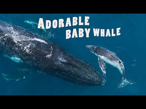 ADORABLE BABY HUMPBACK WHALE & Doting Mother