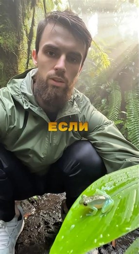 Она прозрачная… и ей нужен твой выбор 🐸✨