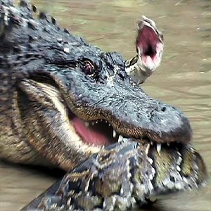 Crocodile hunting Python for food! Snake Kingdom | Snake Kingdom