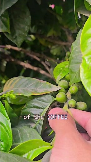 Where your morning coffee REALLY comes from... 🪴☕️
