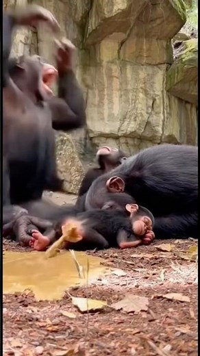 Tiny Chimp Explodes Poop Out of Nowhere Parents Panic and Flee! 😭💨 #animals #chimpanzee #wildlife