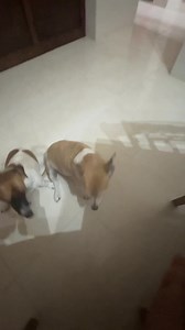 4.9K views · 109 reactions | Big shout out to @fivehive246 for this $25 lunch! I was craving ribs since last night! It was my first time trying their food and I couldn’t even eat all! $20 if you just want ribs or add an additional $5 if you want chips & salad! Money well spent. My belly pop out so yuh know this hit the spot!!! They open on Thursday, Friday & Saturday from 11am - 9pm. #valueformoney #delicious #ribs #5hive #fridayfood #weekendvibe | The Chase Files | Facebook