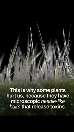 This Is Why Some Plants Hurt You! 🌿⚠️ #shorts #PlantFacts #NatureScience